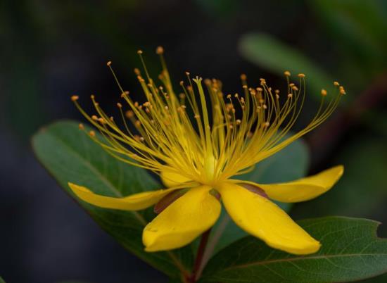 科研人員發現木本植物新種“荔波金絲桃”