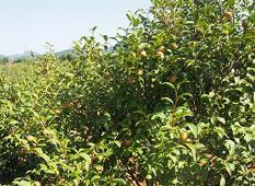 江西省跑出油茶產業高質量發展加速度 去年新造油茶林面積首次突破一百萬畝