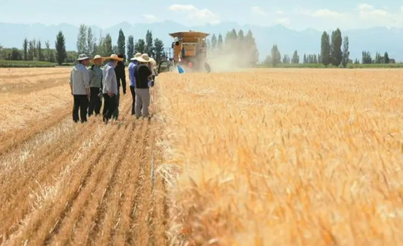 405.9萬噸！2023年新疆生產建設兵團糧食總產創歷史新高