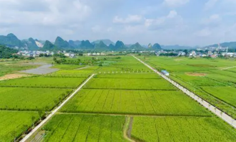 廣西現代農業產業園建設成效顯著 產業振興大平臺 現代農業強引擎