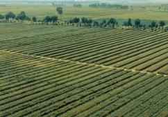 四川年內將完成國家耕地保護和糧食安全責任制“首考”