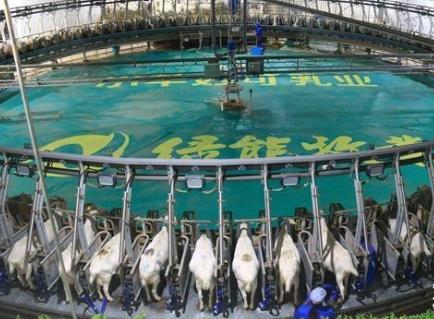 陜西抓好四要素助推羊乳產業發展