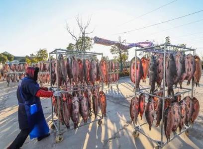 “青魚之鄉”新年迎豐收 特色養殖業助力共富