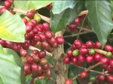 云南普洱：特色產業迎來快速發展 新業態“生機勃勃”