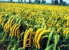 遼寧省首次摸排“土特產”家底