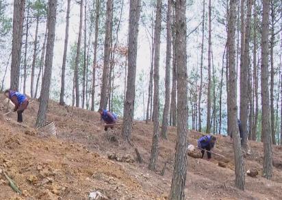 喜獲豐收產銷忙 森林“糧庫”讓中國飯碗更“豐富”