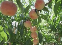 陜西38個農產品入選全國名特優新名錄