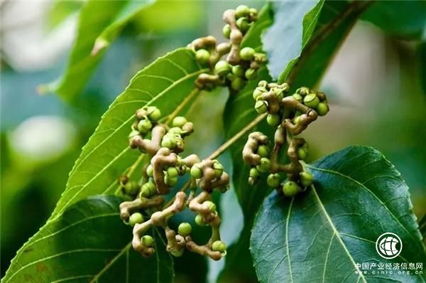 “枸醬”與四面山