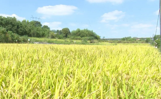 湖南用“中國芯”育“中國糧” 水稻播種面積和總產居全國第一
