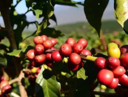 我國首個咖啡發酵專用微生物菌種資源庫建成