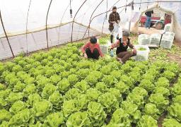 安徽家庭農場數量連續十年全國第一