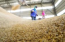 2023年廣西入統糧食加工企業工業總產值1550億元