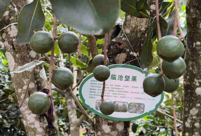 云南臨滄永德縣“堅果+”立體農業助力鄉村振興