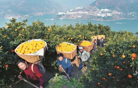 湖北宜昌脫貧群眾收入超萬元目標基本實現