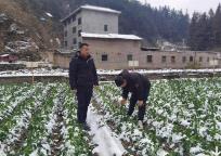 農業農村部派出工作組和科技小分隊赴重點省份推動農業防范應對雨雪冰凍天氣措施落實