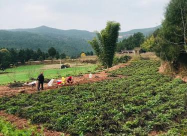 四川綿陽梓潼：發展丹參特色產業 助力鄉村全面振興