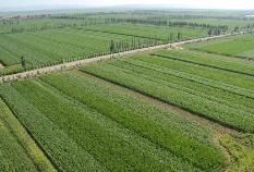 內蒙古新建850萬畝高標準農田，助力糧食增收