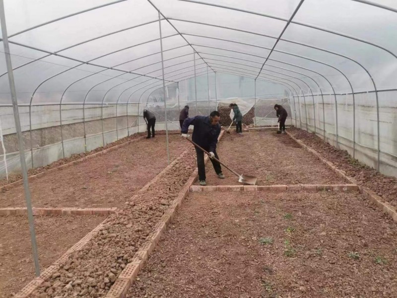 漢陰：春耕趕時令 烤煙育苗忙