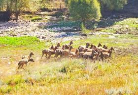 有國家Ⅰ級保護動物50種、Ⅰ級保護植物2種　內蒙古野生動植物保護成效顯著