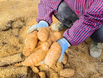 一個鄂西山鄉何以實現天麻“賣全國”？