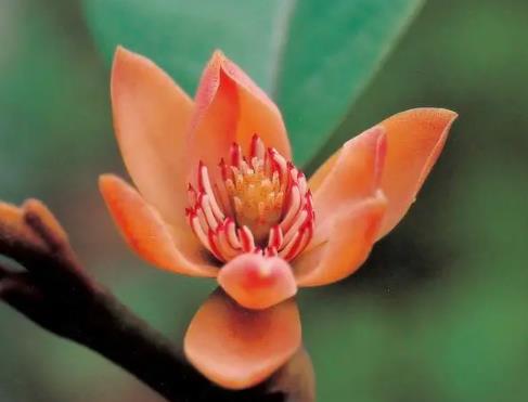 廣東十二部門聯合發文 全面加強野生植物保護工作