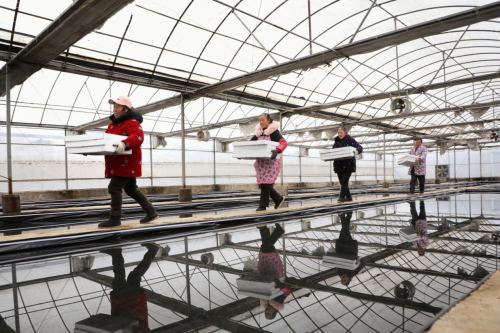 湖北利川：產業“棚”勃發展“育”出鄉村振興致富路