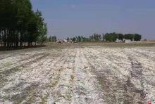 內蒙古印發《關于推動鹽堿地綜合利用的實施方案》