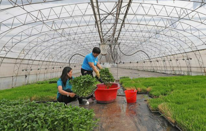 遼寧大力培育鄉村全面振興“領頭羊” 16萬新型農業經營主體帶動近82萬小農戶