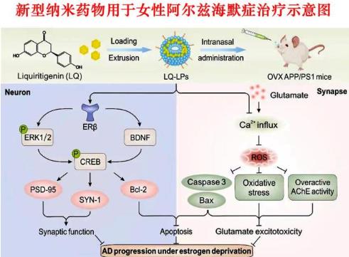 天津大學聯合研發阿爾茲海默癥女性特異性納米藥物