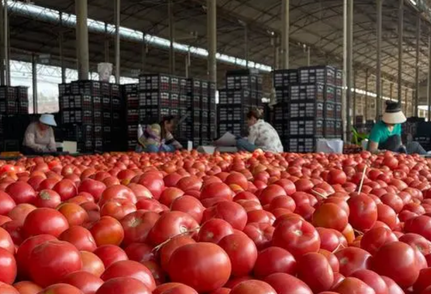 云南楚雄州全力打造高端綠色蔬菜產業