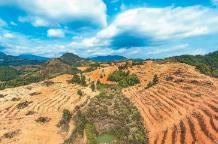 全國經濟林產量達2.26億噸 森林“糧庫”里都有啥？