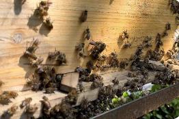 云南滄源：做“甜蜜”事業 過幸福生活