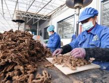 甘肅省中醫藥產業鏈總規模達到808億元