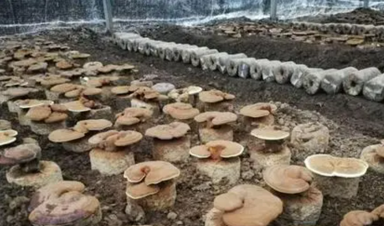 陜西2023年七大類經濟作物總產量超2300萬噸