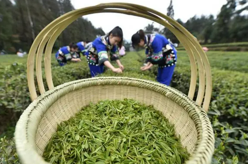 黔茶發展目標出爐到二〇二五年綜合產值達一千億元