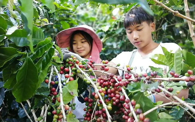 金豆飄香“好地方”——云南孟連打造精品咖啡產業見聞