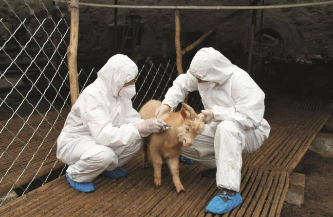 農業農村部：全國動物疫病凈化和區域化管理取得積極進展