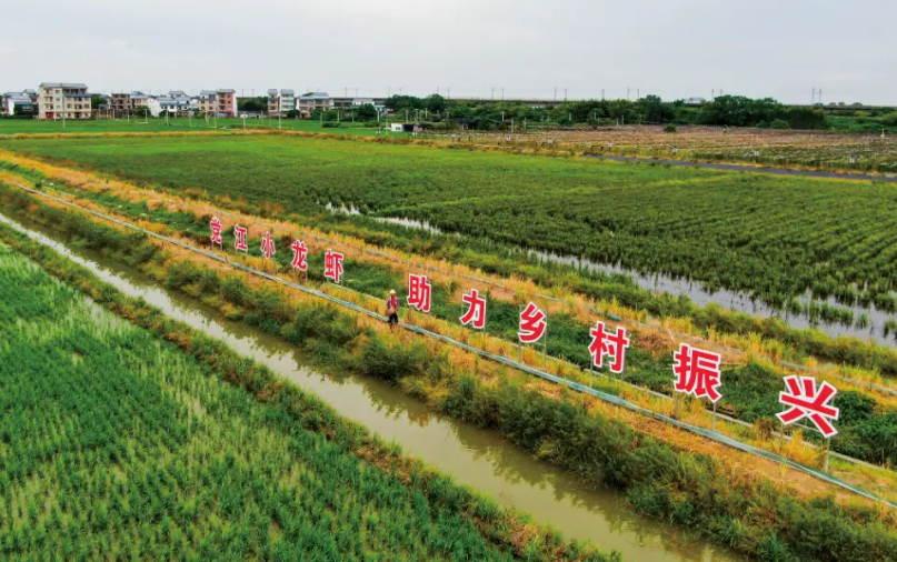 唱好“山海經”——廣西合浦大力發展農業特色優勢產業見聞