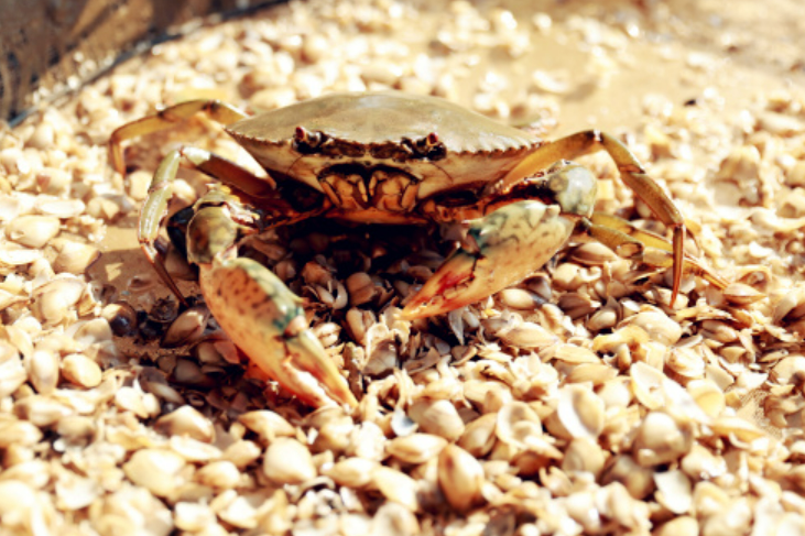 “中國黃油蟹之鄉”廣州南沙區：黃油蟹產業向高質量發展