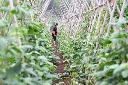 農業農村部發布2024年豇豆病蟲害綠色防控技術方案
