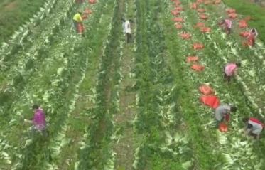 各地春季蔬菜大量上市 “菜籃子”價格呈現季節性下降