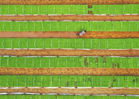 四川大春糧食育播已完成2400萬畝 超計劃任務三成
