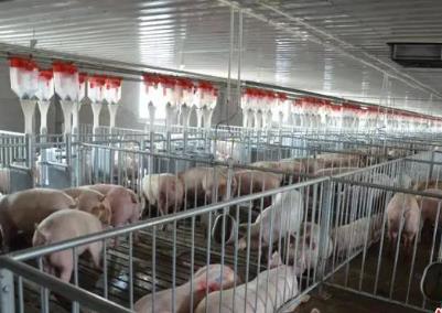 山西首家供港豬肉原料養殖場落戶晉城