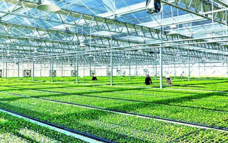 我國現代設施種植面積達4000萬畝