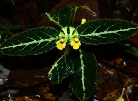 我國研究人員發現6種植物新物種