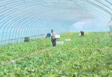 冷涼蔬菜成為“熱產業” 特色產業顯優勢助農增收