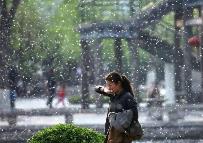 楊柳絮紛飛如何應對？中疾控發布提示