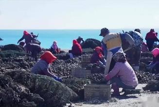 生蠔小鎮的生意經