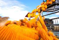 吉林：今年糧食總產量預計可以達到880億斤