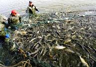 一季度新疆農林牧漁業總產值增速創新高